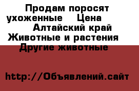 Продам поросят ухоженные  › Цена ­ 2 500 - Алтайский край Животные и растения » Другие животные   